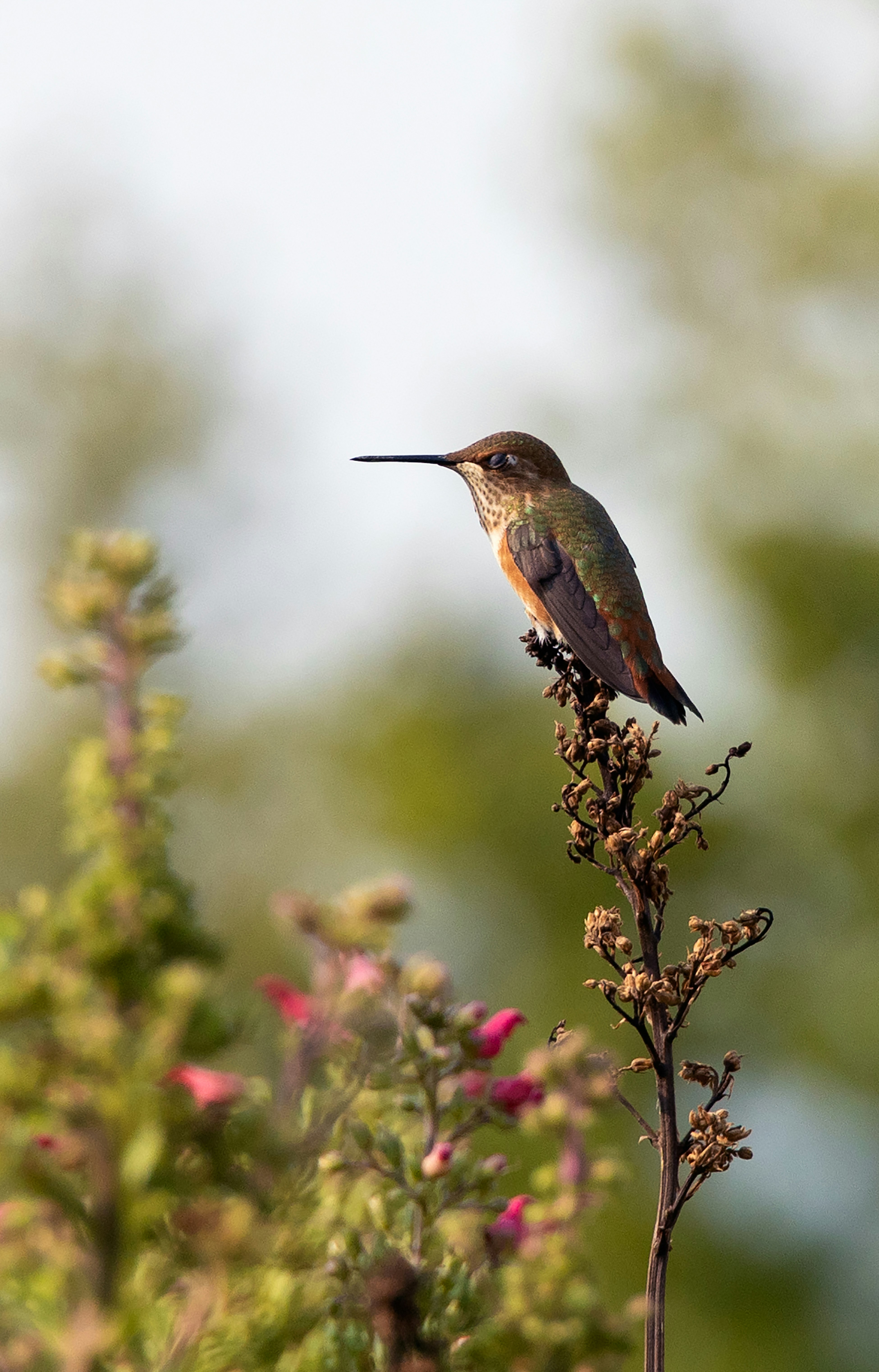 brown and green humming bird on green plant during daytime